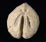 Ova canaliferus (LAMARCK 1816) - Bild © FossNet FossilienStore